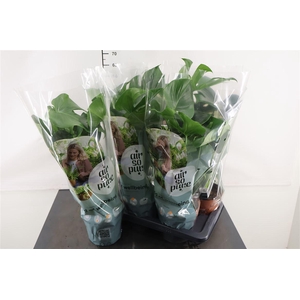 Monstera Deliciosa 17 Cm. Pot