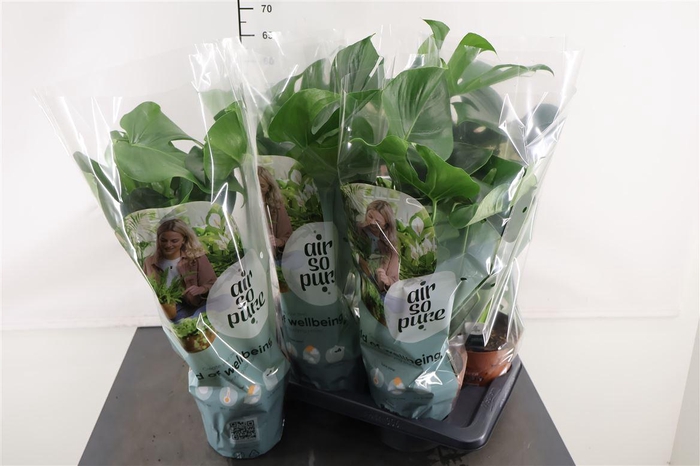 <h4>Monstera Deliciosa 17 Cm. Pot</h4>