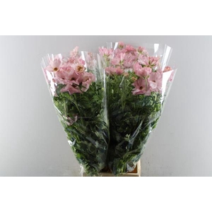 Ran Butterfly Isis L Rose