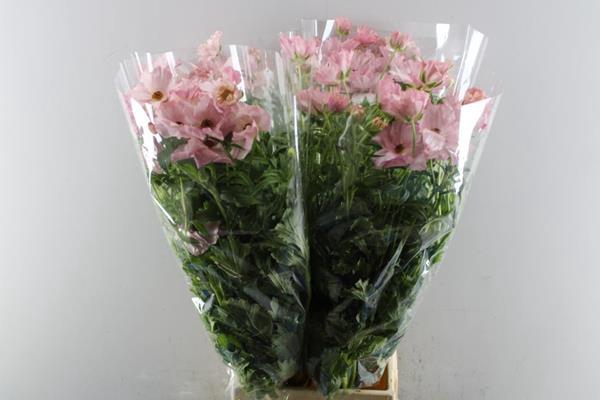 <h4>Ran Butterfly Isis L Rose</h4>