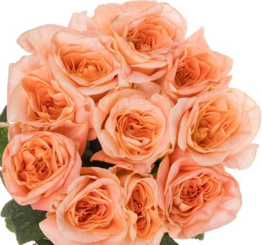 <h4>R Gr Peach Fuzz</h4>