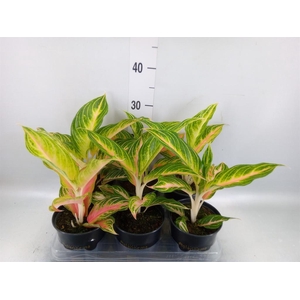 Aglaonema   ...
