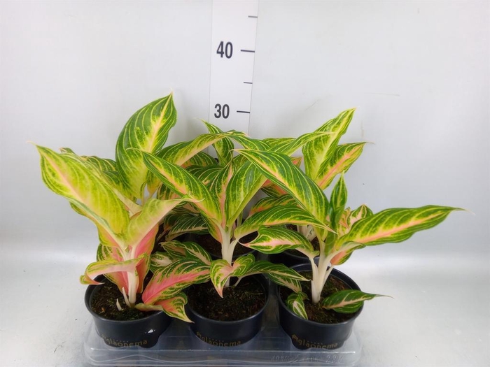 <h4>Aglaonema   ...</h4>