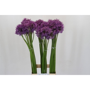Allium Gladiator