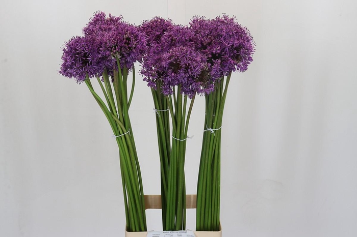 <h4>Allium Gladiator</h4>