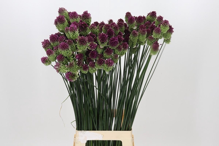 <h4>Allium Sphaerocephalon</h4>