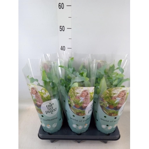 Phlebodium aureum 'Blue Star'