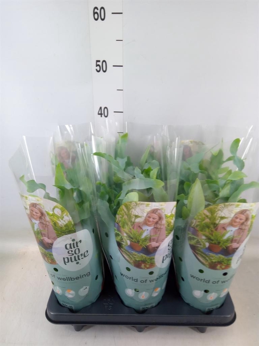 <h4>Phlebodium aureum 'Blue Star'</h4>