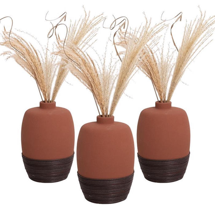 <h4>SETARIA PALMIFOLIA</h4>