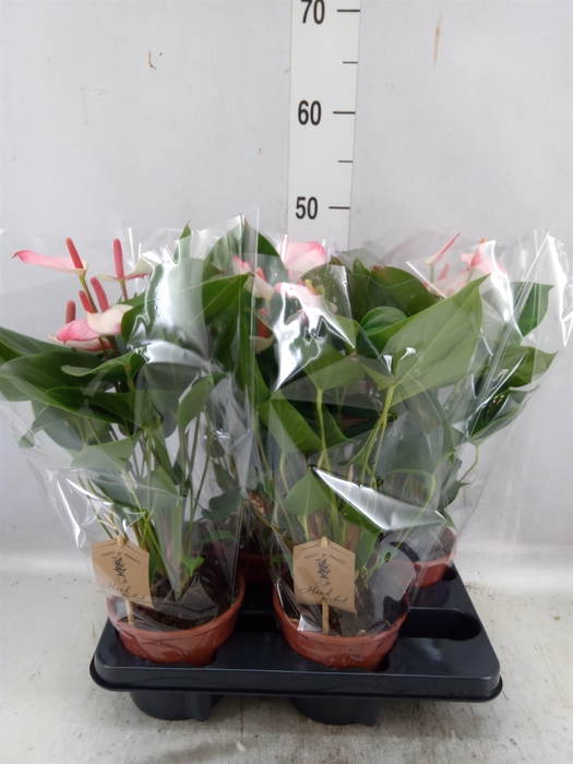 <h4>Anthurium  'Pr. Amalia Elegance'</h4>