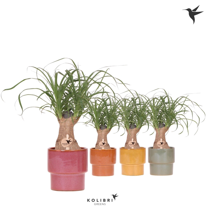 <h4>Kolibri Greens Beaucarnea in Timeless pot mix</h4>