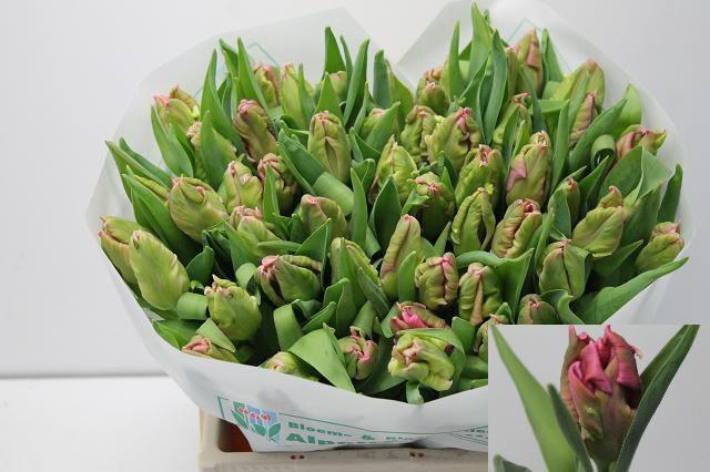 <h4>TU PA MARVEL PARROT</h4>