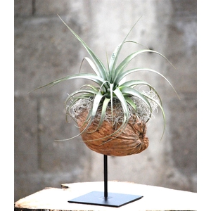 Arr.  Tillandsia H%