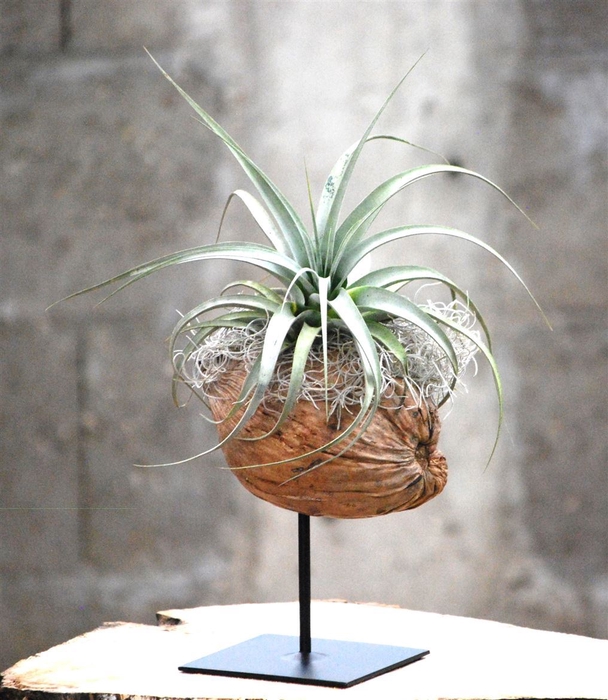 <h4>Arr.  Tillandsia H%</h4>