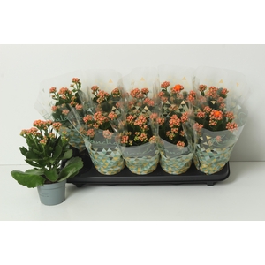 KAL GE PERFECTA ORAN