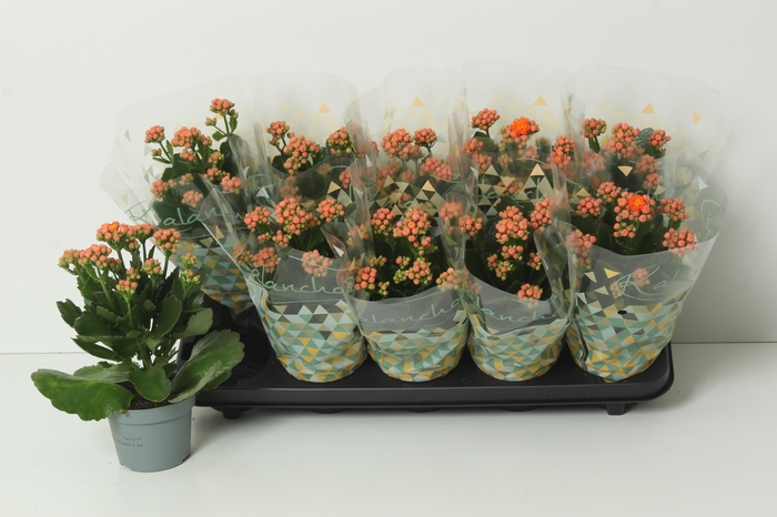 <h4>KAL GE PERFECTA ORAN</h4>