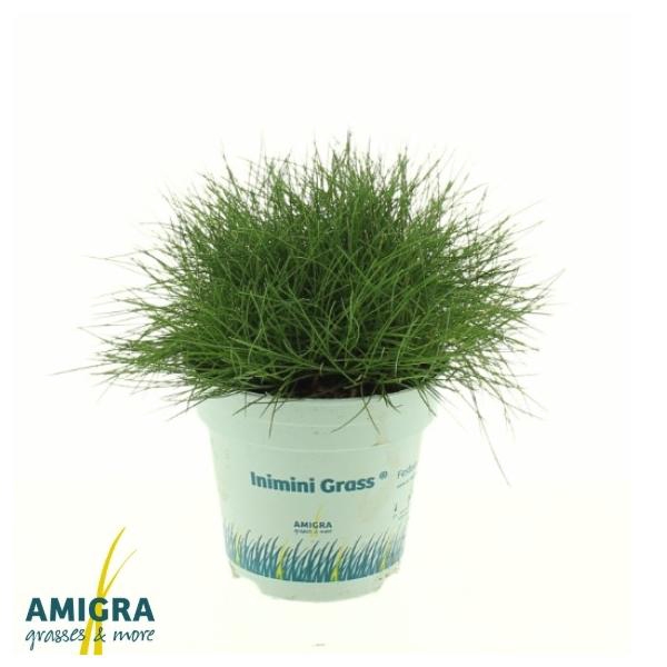 Festuca gautieri AmiGreen®