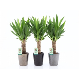 Yucca 25cm Hout 3+ kop in Infinity keramiek