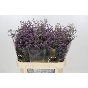 Limonium Safora Pink Sky
