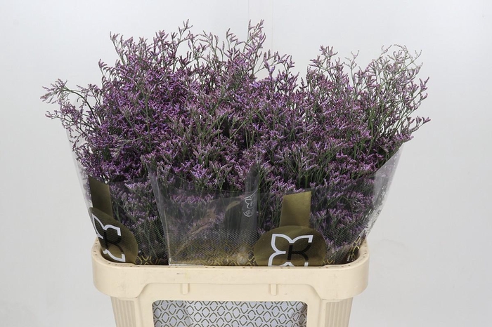 Limonium ov Piuma Sky