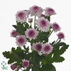 CHRYSANT SANTINI NAVONA CHR SAN AAA