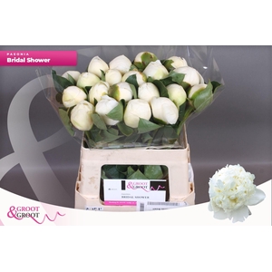 Paeonia Bridal Shower | XXL