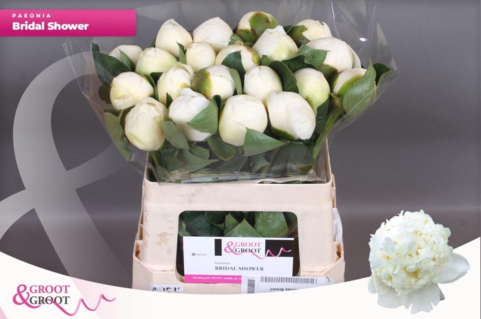 <h4>Paeonia Bridal Shower | XXL</h4>