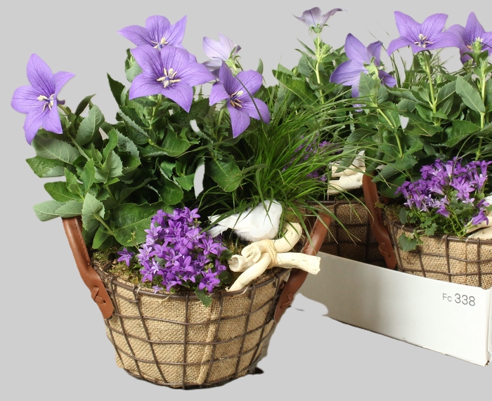<h4>ARR TUINPLANTEN</h4>