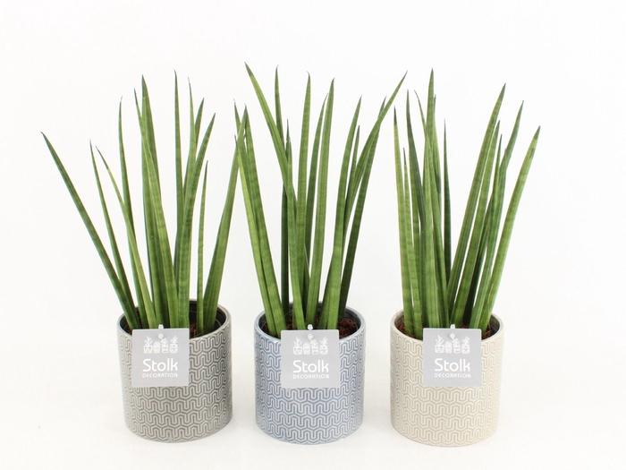 <h4>Sansevieria Cylindrica in Gaia keramiek</h4>