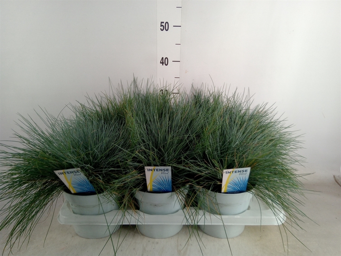 <h4>Festuca glauca 'Intens Blue'</h4>