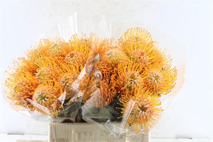 <h4>Leuco Co Soleil Xl</h4>