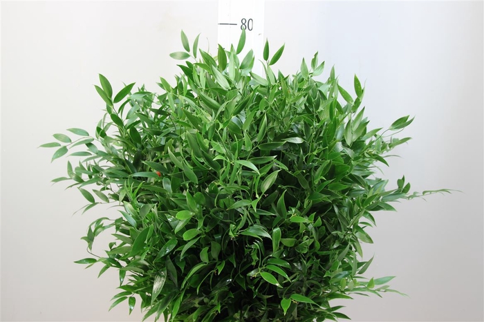 <h4>Ruscus Emmer Italie</h4>