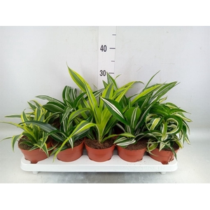 Dracaena   ...mix