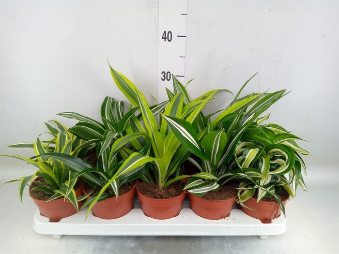 <h4>Dracaena   ...mix</h4>
