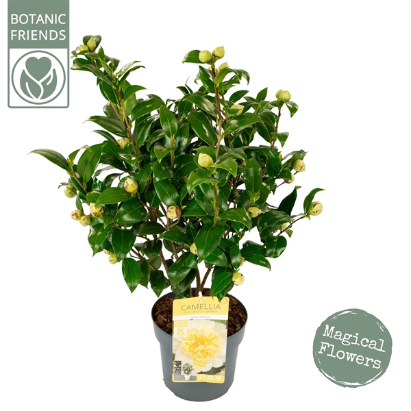 <h4>Camellia wil. 'Jury's Yellow'</h4>