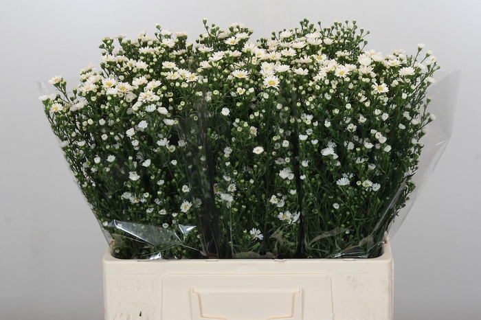 <h4>Aster Paquita</h4>