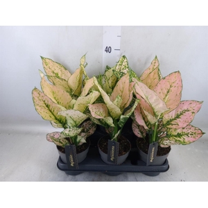 Aglaonema   ...