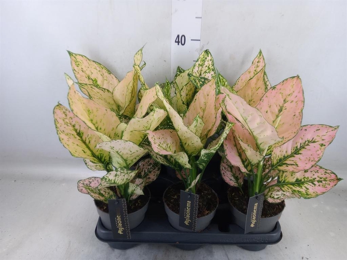 <h4>Aglaonema   ...</h4>