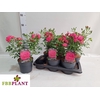 Rosa Garden Dark Pink
