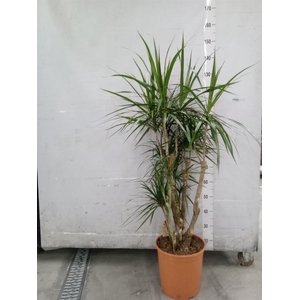 Dracaena marg.