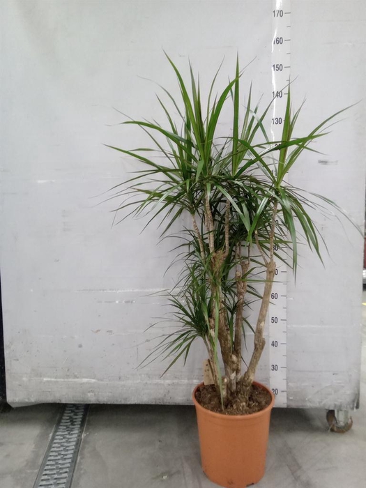 <h4>Dracaena marg.</h4>