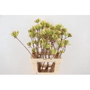 RHODO. LIME 065CM