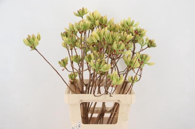 <h4>RHODO. LIME 065CM</h4>