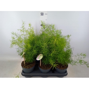 Asparagus dens. 'Sprengeri'