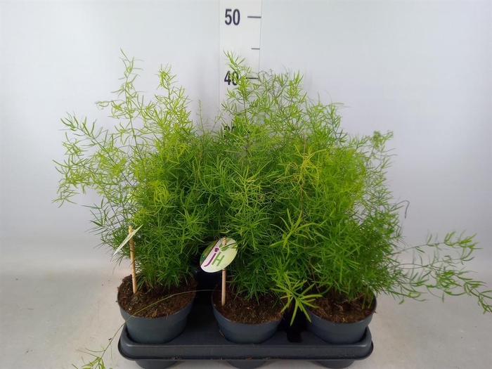 <h4>Asparagus dens. 'Sprengeri'</h4>
