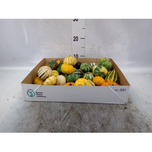 Cucurbita   ...