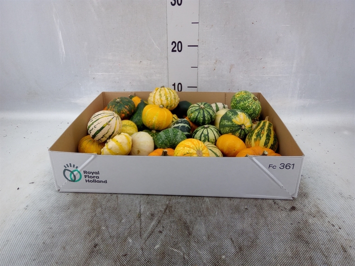 <h4>Cucurbita   ...</h4>