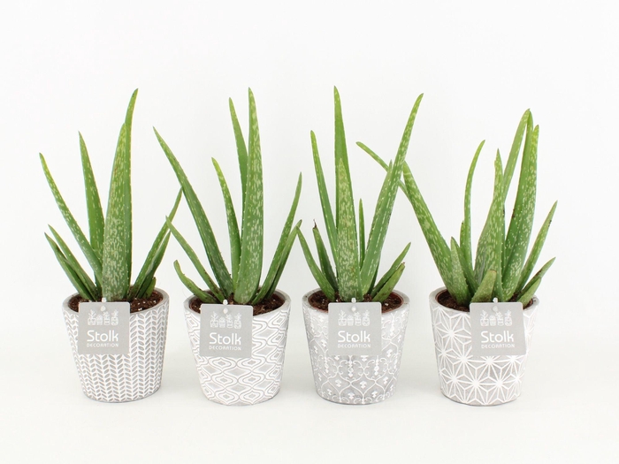 <h4>Aloe Vera in Star pot</h4>