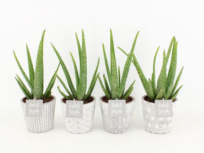 <h4>Aloe Vera in Star pot</h4>