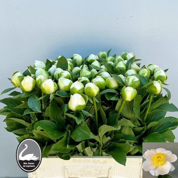 <h4>PAEO L JAN V LEEUWEN</h4>